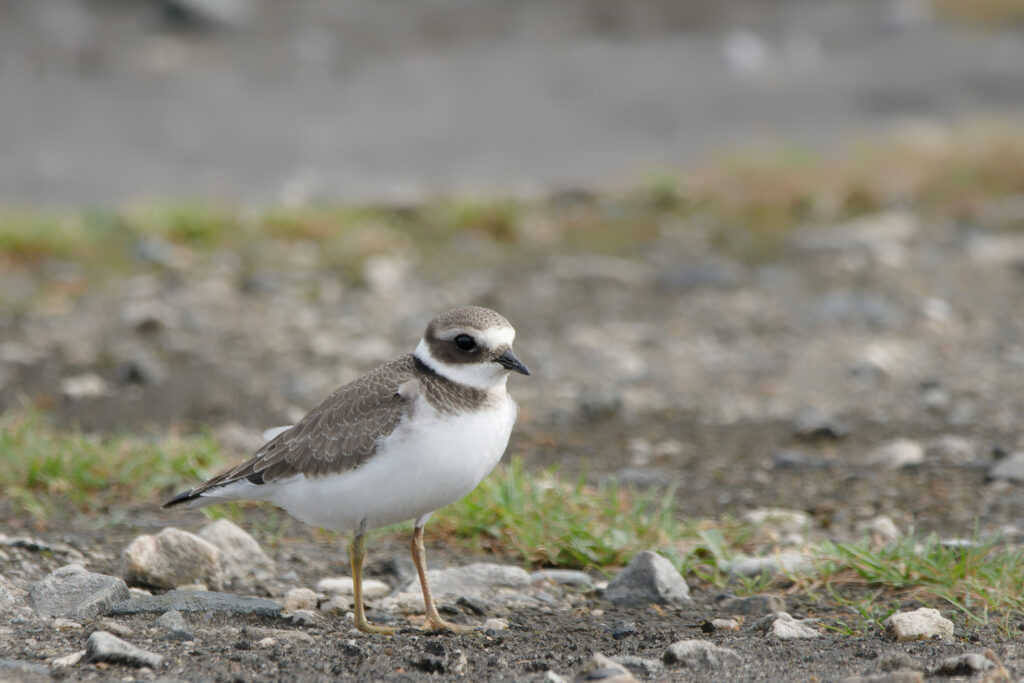 Ringed Plover